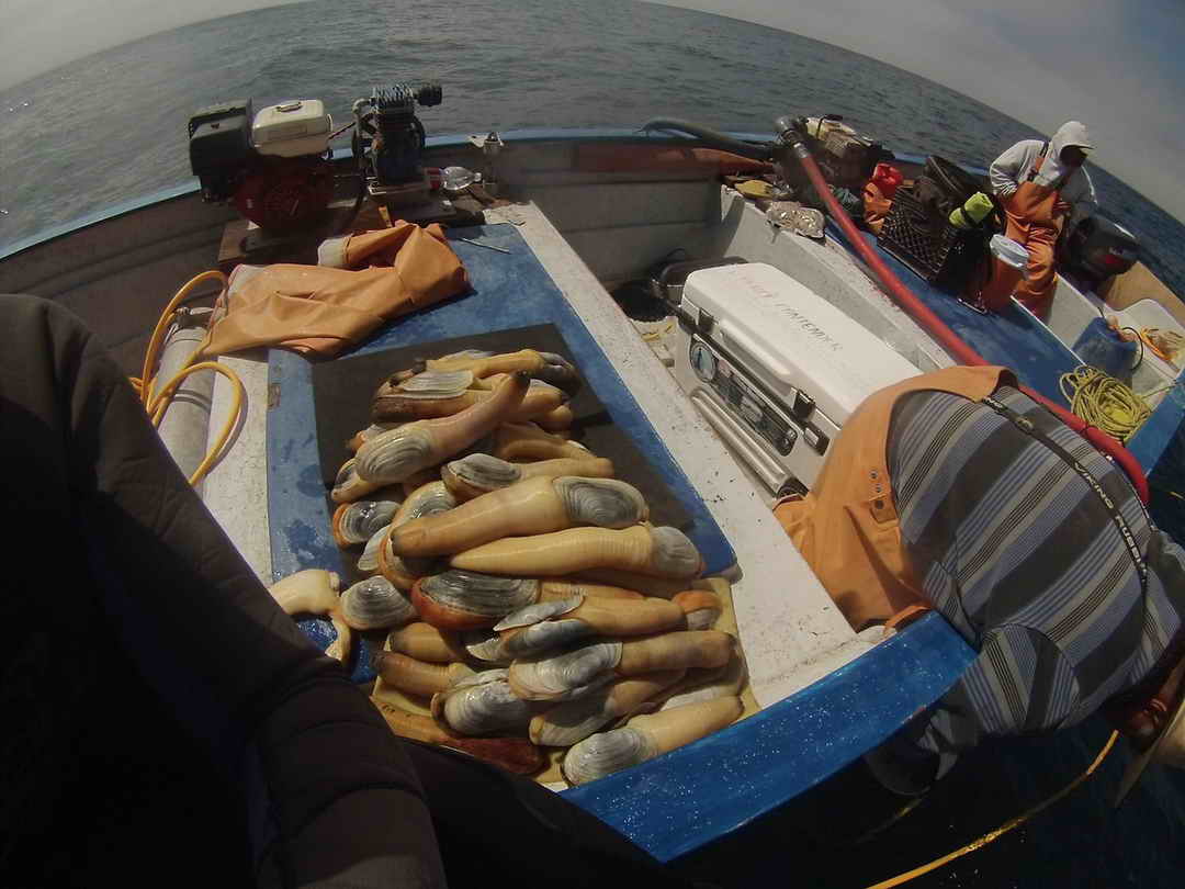 Geoduck Seafood Permits image 3