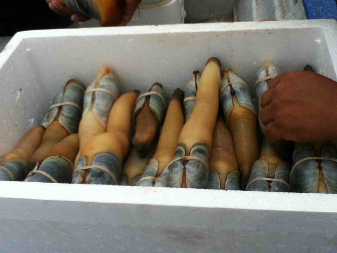 Geoduck Seafood Permits image 12
