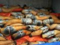 Geoduck Seafood Permits thumbnail image 4