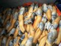 Geoduck Seafood Permits thumbnail image 6