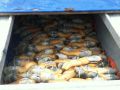 Geoduck Seafood Permits thumbnail image 7
