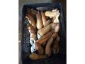 Geoduck Seafood Permits thumbnail image 10