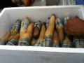 Geoduck Seafood Permits thumbnail image 12