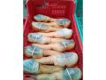 Geoduck Seafood Permits thumbnail image 16