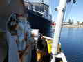 Shrimp Trawler Longliner Tuna Boat thumbnail image 22