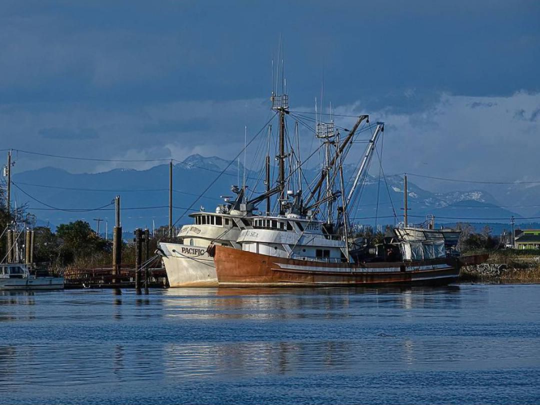 Steel Seiner Tuna image 0