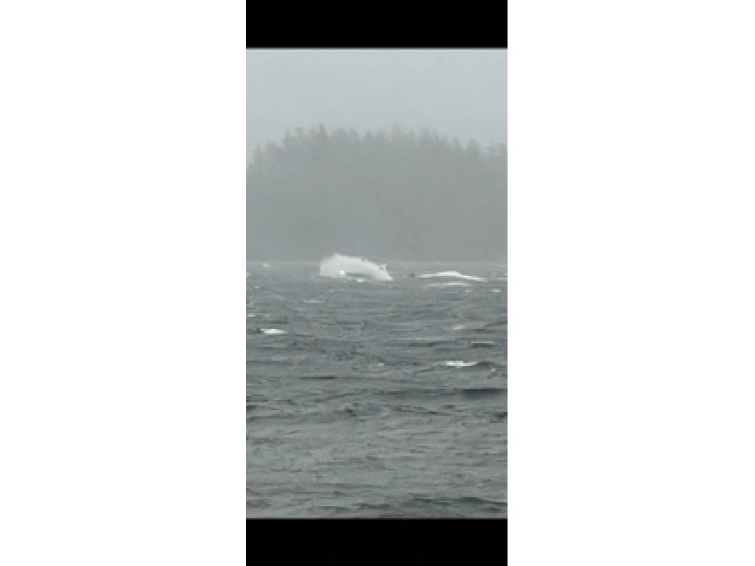 Lifetimer Passenger Charter Boat image 17